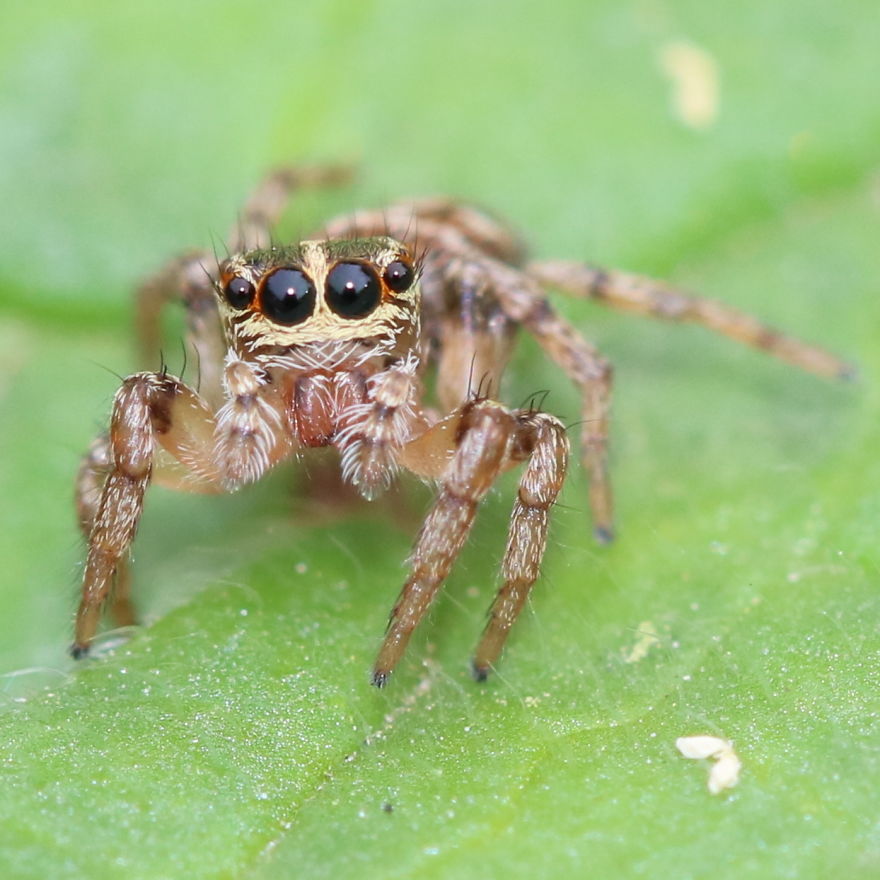 I Capture The Small World Of Jumping Spiders I Capture The Small World Of Jumping Spiders