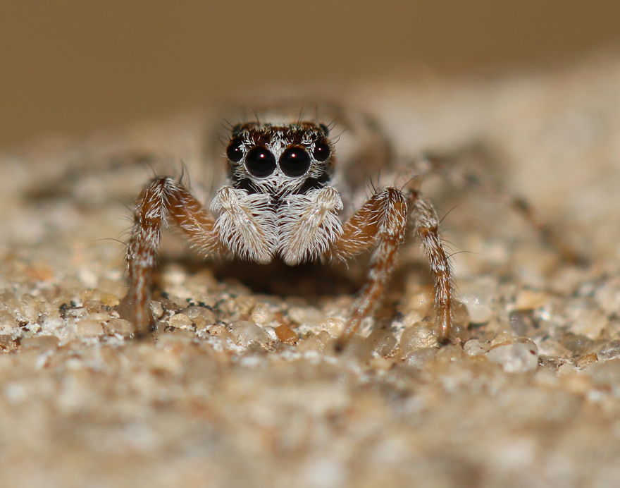 I Capture The Small World Of Jumping Spiders