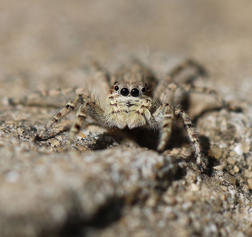 I Capture The Small World Of Jumping Spiders I Capture The Small World Of Jumping Spiders