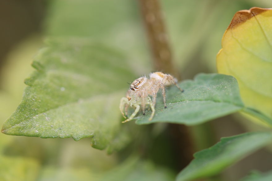 I Capture The Small World Of Jumping Spiders