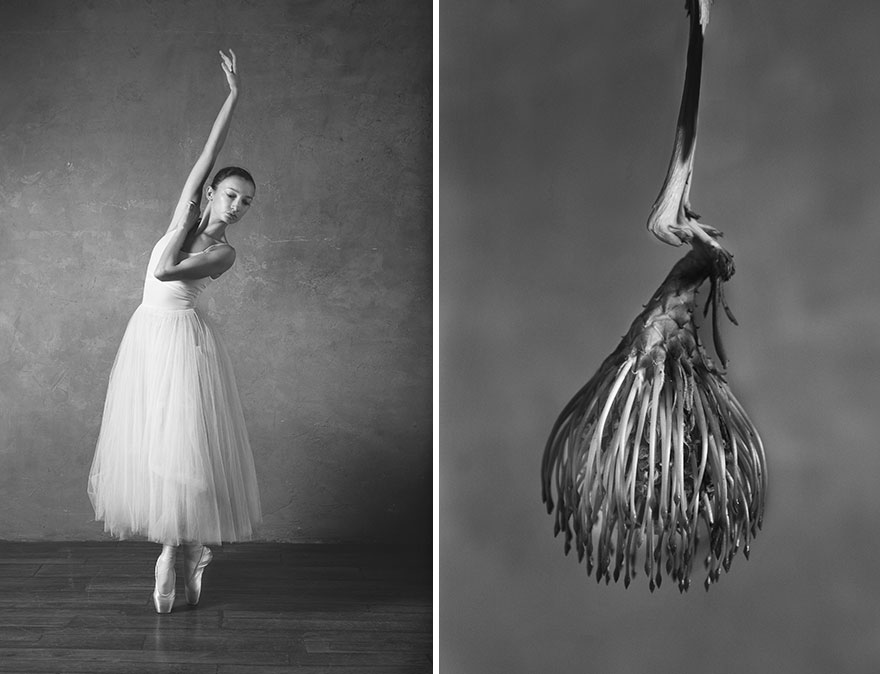 This Photographer Shows Similar Movements Of Ballet With Flowers
