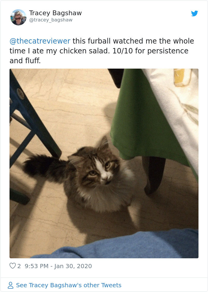 People-Review-Cats-Thecatreviewer