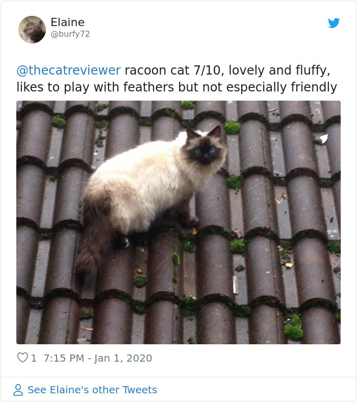 People-Review-Cats-Thecatreviewer