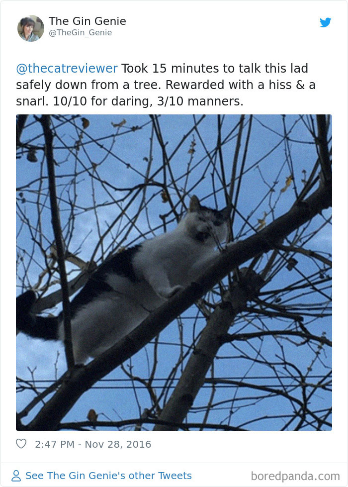 People-Review-Cats-Thecatreviewer