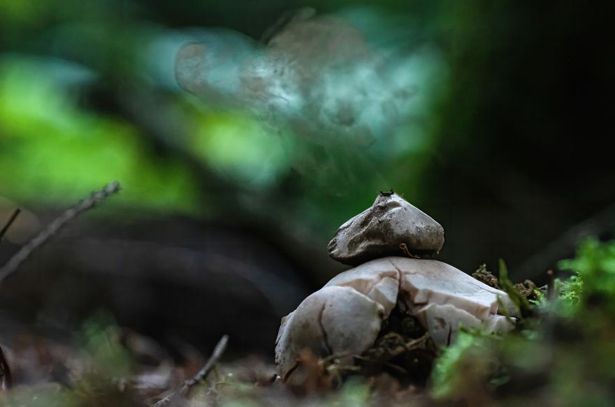 I Go To Forest With My Camera To Capture Fabulous Beauty Of Mushroms