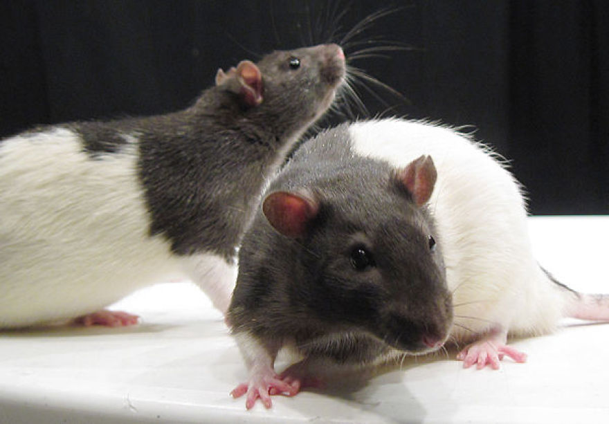 Some Cute Rats To Show That Rats Aren't That Bad