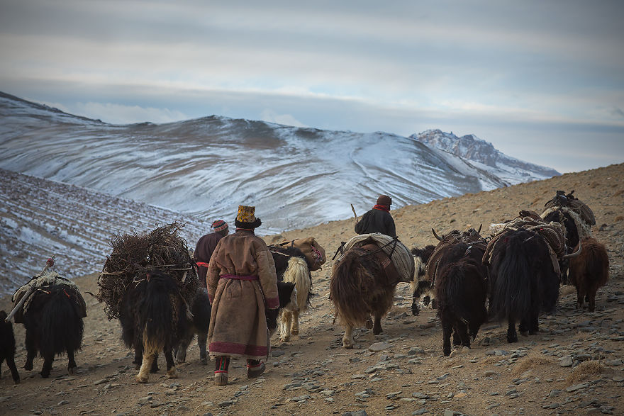 Why Cashmere Is So Expensive