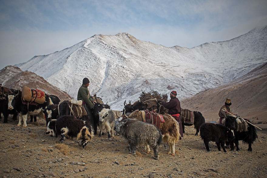 Why Cashmere Is So Expensive Why Cashmere Is So Expensive