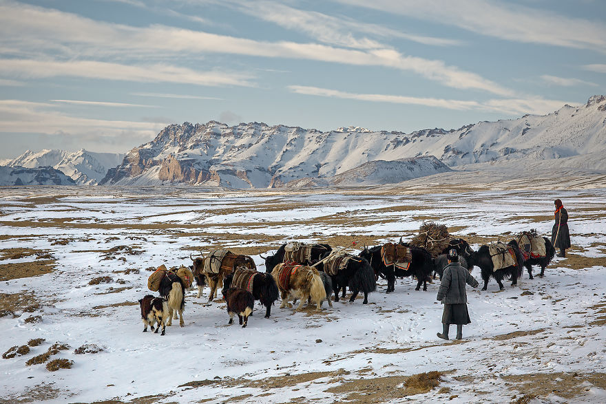 Why Cashmere Is So Expensive Why Cashmere Is So Expensive