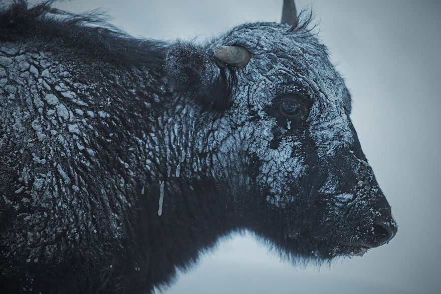 Why Cashmere Is So Expensive Why Cashmere Is So Expensive