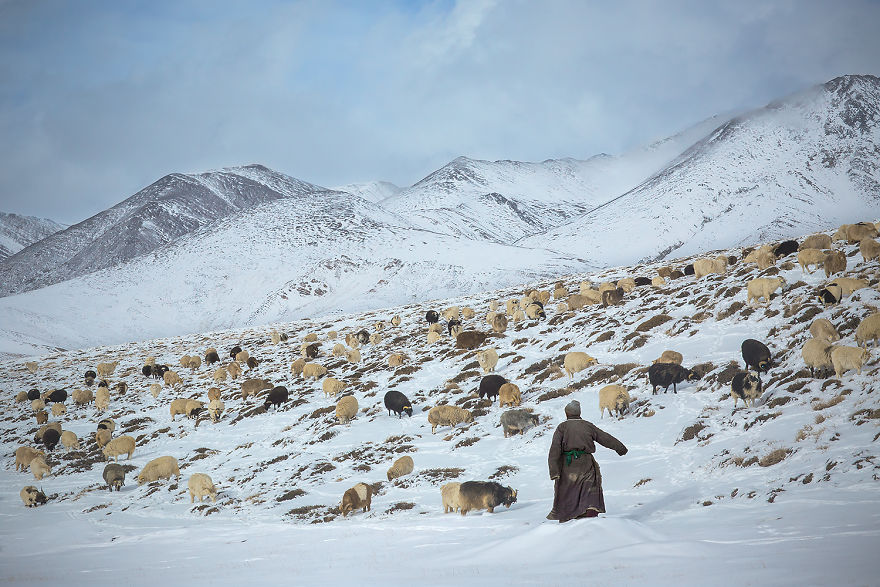 Why Cashmere Is So Expensive Why Cashmere Is So Expensive