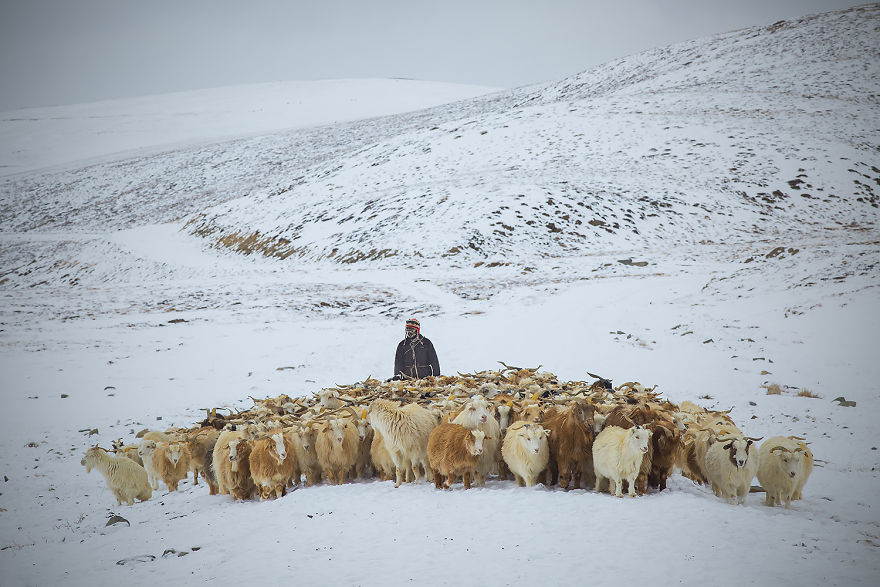 Why Cashmere Is So Expensive Why Cashmere Is So Expensive