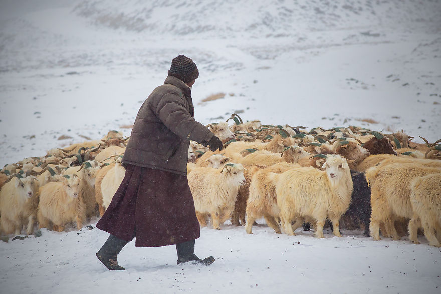 Why Cashmere Is So Expensive Why Cashmere Is So Expensive