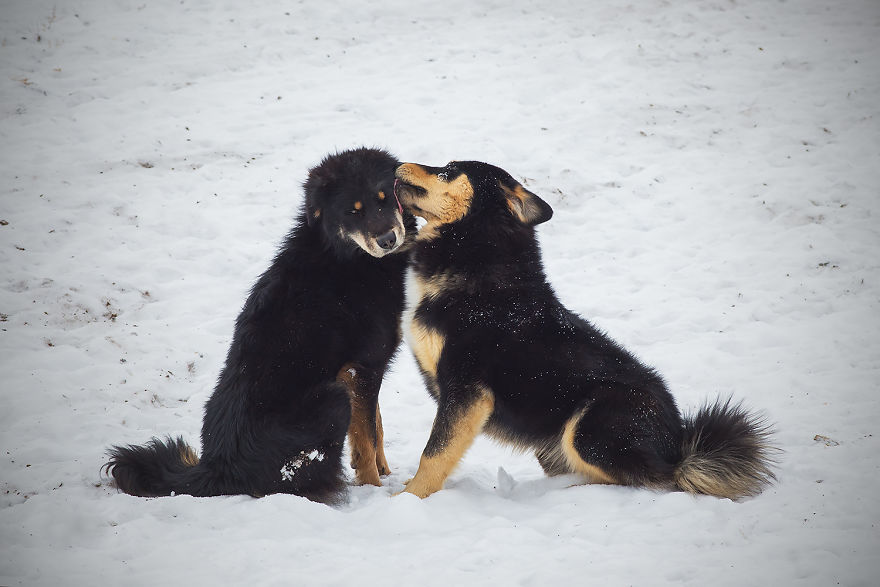 Why Cashmere Is So Expensive Why Cashmere Is So Expensive