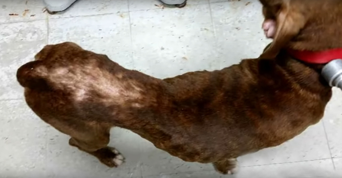 People Are Loving This Ohio Judge Who Gives A Taste Of Their Own Medicine To Animal Abusers People Are Loving This Ohio Judge Who Gives A Taste Of Their Own Medicine To Animal Abusers