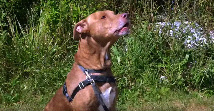 People Are Loving This Ohio Judge Who Gives A Taste Of Their Own Medicine To Animal Abusers People Are Loving This Ohio Judge Who Gives A Taste Of Their Own Medicine To Animal Abusers