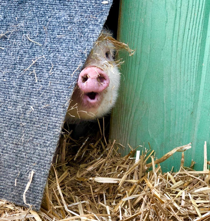 This Animal Sanctuary Is Looking For Volunteers To Cuddle With The Animals And It's A Dream Job This Animal Sanctuary Is Looking For Volunteers To Cuddle With The Animals And It's A Dream Job