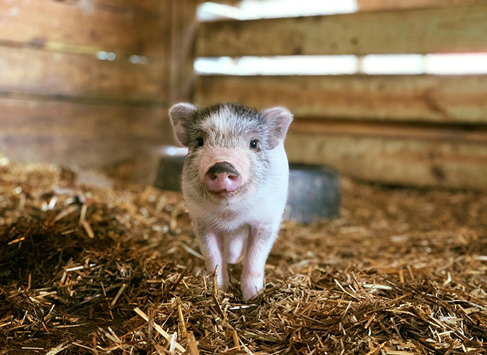 This Animal Sanctuary Is Looking For Volunteers To Cuddle With The Animals And It's A Dream Job