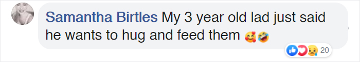 This Animal Sanctuary Is Looking For Volunteers To Cuddle With The Animals And It's A Dream Job This Animal Sanctuary Is Looking For Volunteers To Cuddle With The Animals And It's A Dream Job