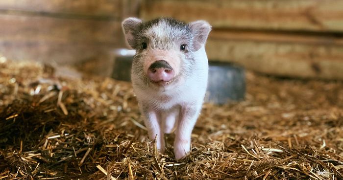 This Animal Sanctuary Is Looking For Volunteers To Cuddle With The Animals And It’s A Dream Job