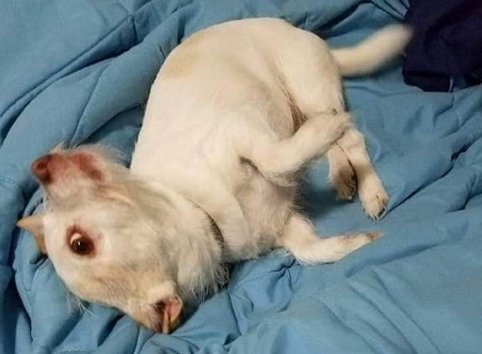 A Confusing Photo Of A Strange Animal Goes Viral On Twitter, And It Might Confuse You As Well