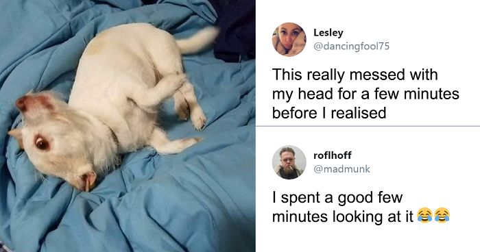 A Confusing Photo Of A Strange Animal Goes Viral On Twitter, And It Might Confuse You As Well