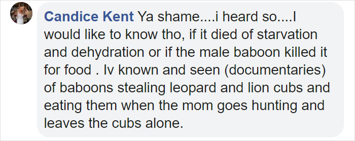 Baboon Spotted Carrying A Lion Cub Just Like From 'The Lion King', But Unfortunately, The Reality Is Not As Happy Baboon Spotted Carrying A Lion Cub Just Like From 'The Lion King', But Unfortunately, The Reality Is Not As Happy