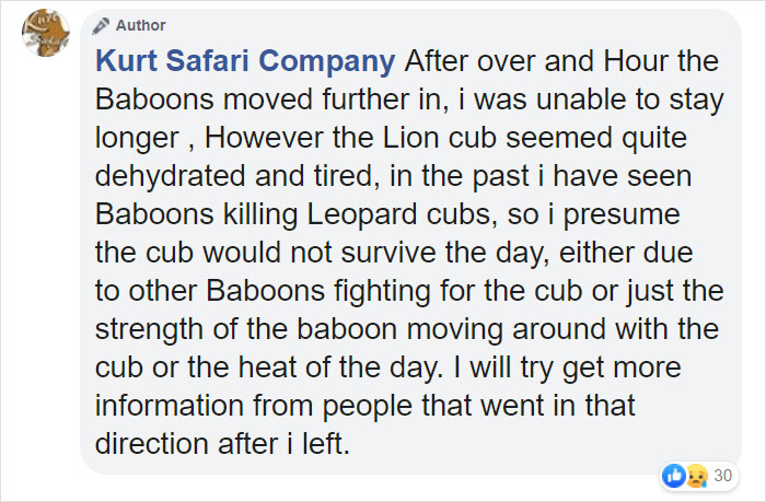 Baboon Spotted Carrying A Lion Cub Just Like From 'The Lion King', But Unfortunately, The Reality Is Not As Happy