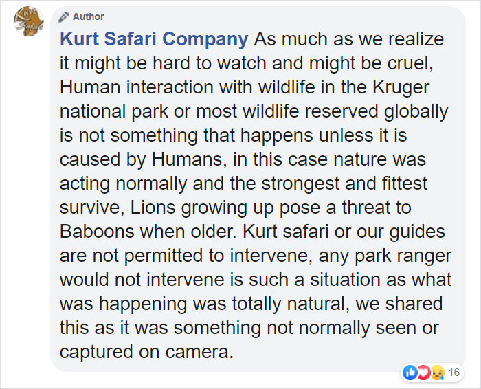 Baboon Spotted Carrying A Lion Cub Just Like From 'The Lion King', But Unfortunately, The Reality Is Not As Happy