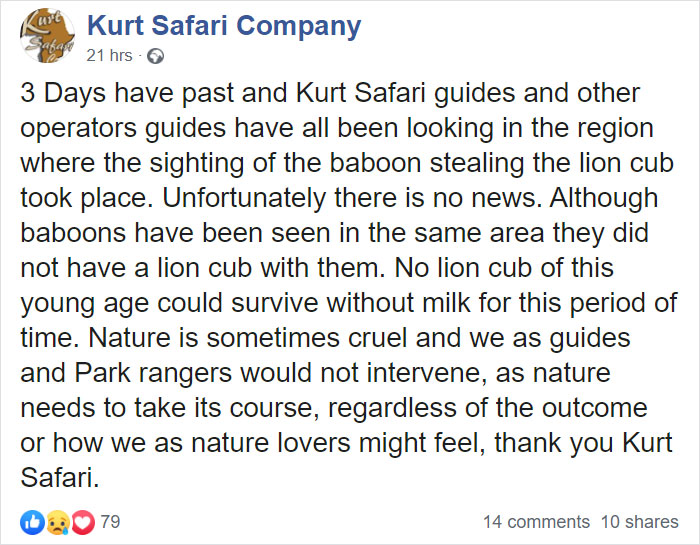 Baboon Spotted Carrying A Lion Cub Just Like From 'The Lion King', But Unfortunately, The Reality Is Not As Happy