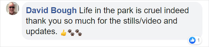 Baboon Spotted Carrying A Lion Cub Just Like From 'The Lion King', But Unfortunately, The Reality Is Not As Happy