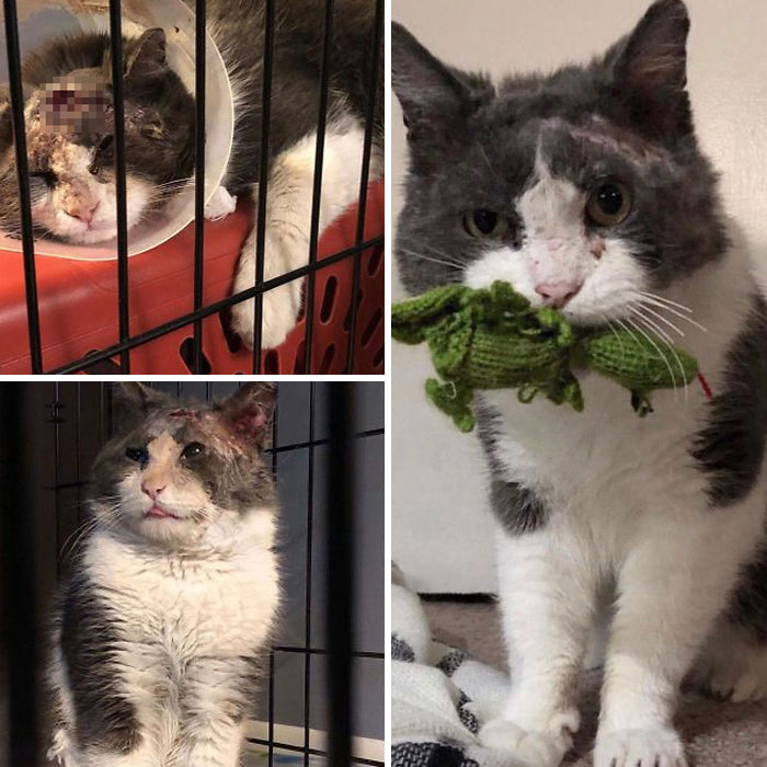 From Feral To Friend (Harry’s Story). Last January, We Received Word That There A Was A Feral Cat Found With A Terrible Head Wound. He Was On Death’s Doorstep. We Took Him In To Recover And 8 Months Later He Won’t Leave Our Side