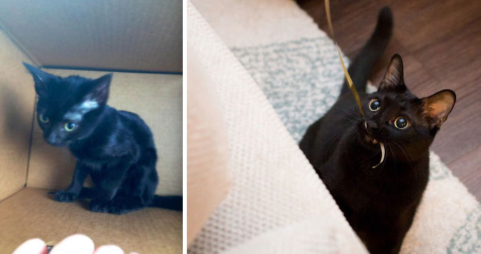 black cat before and after the adoption
