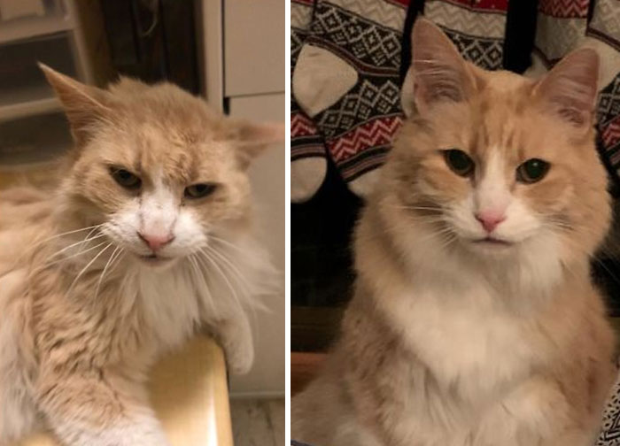 2 Years Ago Today I Walked Into A Petsmart And Met A Cat Named Sonny Who No One Would Adopt Because He Was 13 Years Old, Covered In Fleas, Underweight, And Had A Mouth Full Of Rotten Teeth That Had To Be Removed. He Came Home With Me That Night And It Was The Best Decision I’ve Ever Made