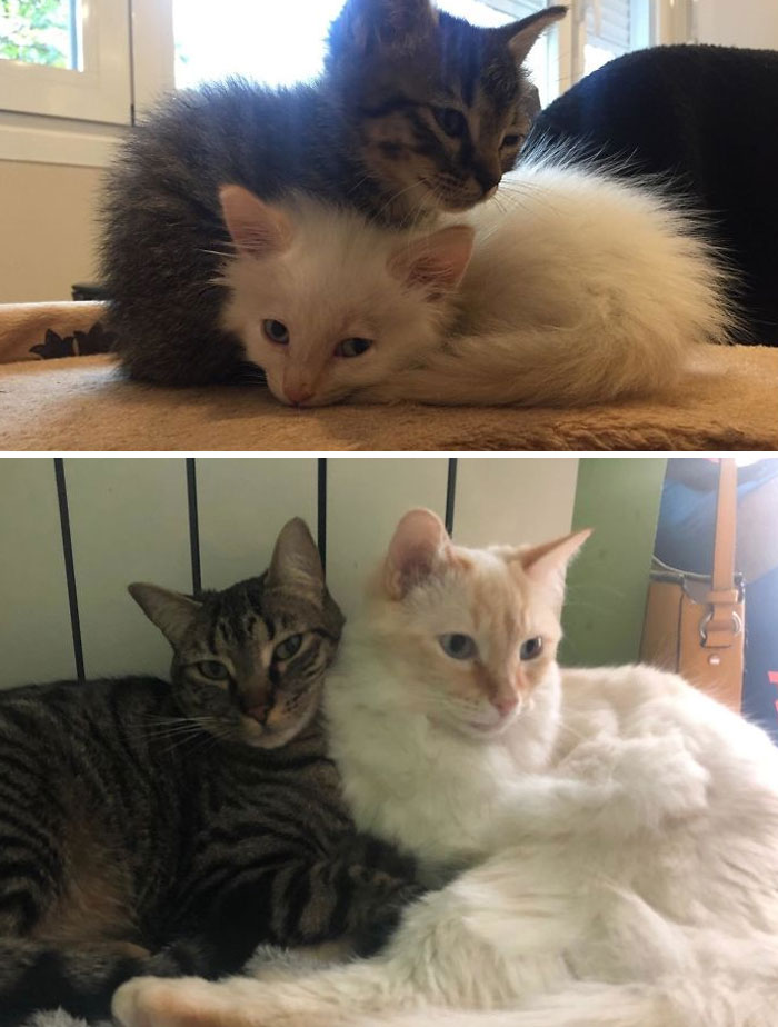 These Two Cat Brothers Were Rescued From The Street And They Are As Inseparable Today As They Were The Day I Found Them