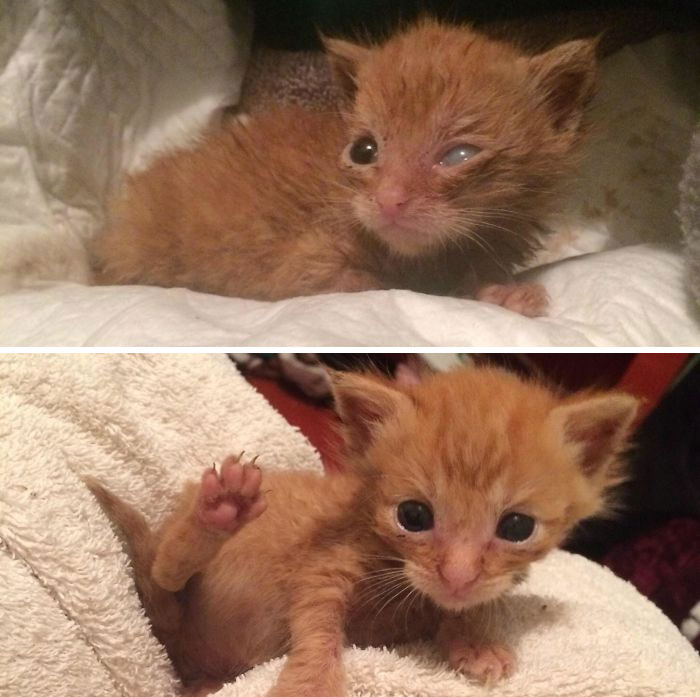 Worked My Ass Off To Bring Spooky Back From The Edge. He Passed Away Unexpectedly Weeks Later But His Short Presence Was A Gift