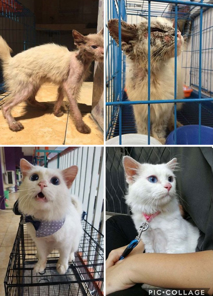 My Boy Yuzu Was A Stray Found By A Friend Of Mine With The Worst Case Of Scabies We've Ever Seen (We're All Vet Students). He's Also Had Ear Mites, Fungal Infections, Stud Tail, & Recurrent Ear And Eye Infections One After The Other. One Year And Lots Of Treatments Later And He's Perfectly Healthy!