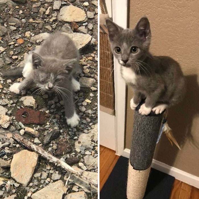 One Month Ago, I Found This Baby In The Wheel Of My Forklift At Work. Now She Lives At Home With Me. Meet Emmy (6 Weeks vs. 10 Weeks)