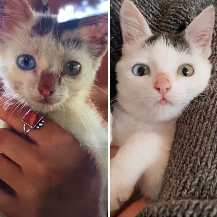 From Homeless And Malnourished On A Beach In Colombia To Healthy And Full In My Apartment In Canada. This Is Luca