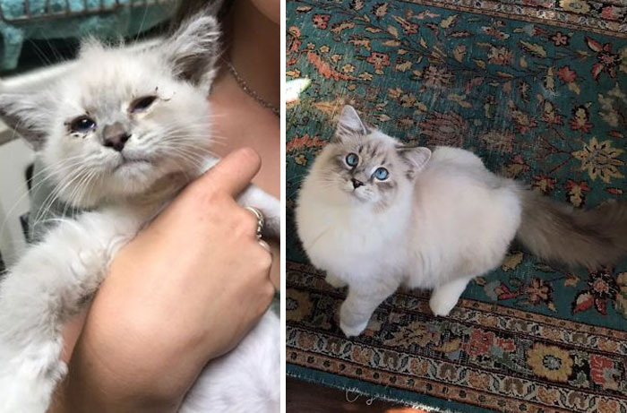 from shelter to adoption kitty before and after photos
