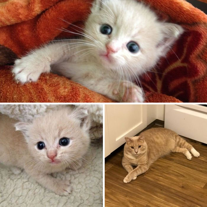 Meet Thor, He Was The Only Survivor After A Dog Killed His Mom And Other Kittens. He Had A Nasty Wound On His Leg Where Something Had Stung Him, Thankfully It Healed. And He’s Been The Sweetest Cat Since Day One Of Us Adopting Him