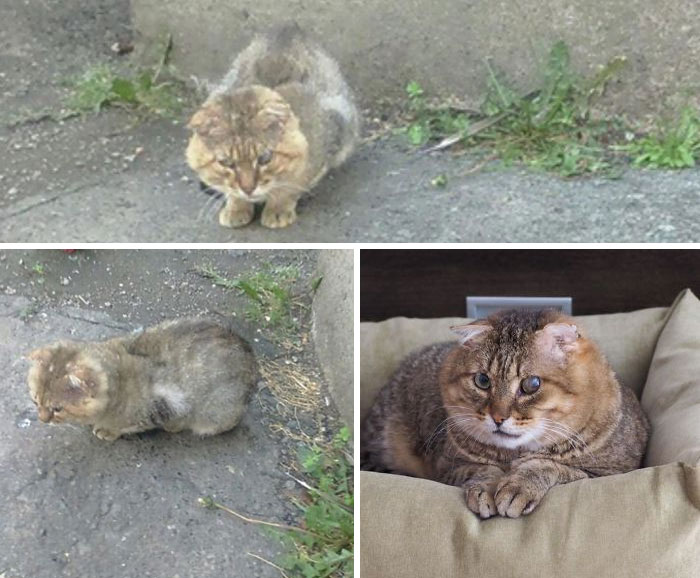 This Is Simon. Oct 2018 - July 2019. This Poor Guy Had Broken Fangs, Broken Jaw, 2 Bb Bullets Lodged In An Elbow And Chest(Not Life Threatening), Badly Infected Ears Folded Into Fortune Cookies, Injured Eye.. I Am So Proud Of His Recovery. He’s Such A Sweet, Affectionate Boy Even After All This