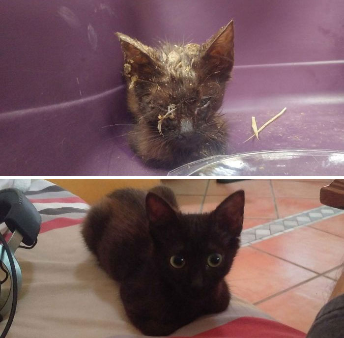 Kira Was Founded Almost Dead Of Starvation In A Farm With Cows. She Was Healthy In One Week And We Kept Her. Summer 2018