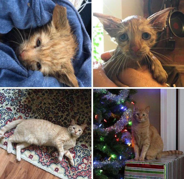 Found Flea Ridden In A Storm Drain At 6 Weeks Old, Has Grown To Be A Fat, Loving, Adorable Cat