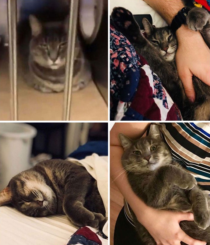 She’s Been With Us For 3 Months And Is The Sweetest Girl. I Came Across An Old Video The Shelter Had Filmed While She Was There, Which Inspired Me To Post