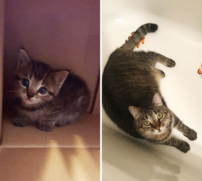 From A 4 Week Old Stray Kitten My Husband Found In A Puddle With Worms And A Horrible Upper Respiratory Infection To My Chunky, Bath Tub Dwelling, Happy Girl. Everyone Meet Bella, Or Her More Commonly Used Nickname Bean