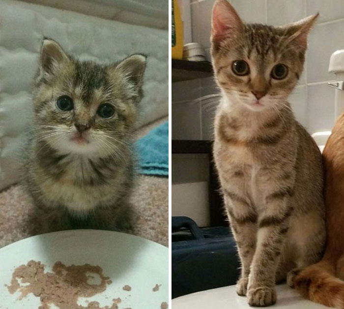 My Lovely Athena...a Friend Found Her In Their Garage And I Couldn't Resist That Teensy Face!