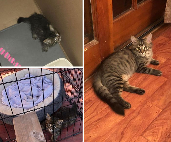 A Kitten Showed Up On My Doorstep In July, A Week After My 17 Year Old Tabby Passed Away. Teddy's A Big Fluffy Boy Now!!