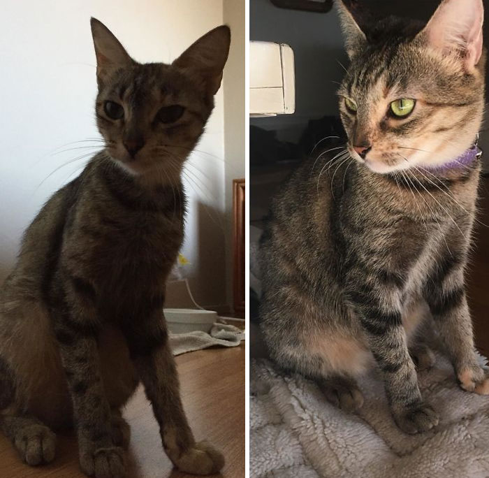 She Was Less Than Five Pounds, Nursing Two Kittens, And Had Another Litter On The Way When She Showed Up Under Our Steps Six Months Ago. Reddit, Meet Our Sweet Girl, Honey (“Mama”)