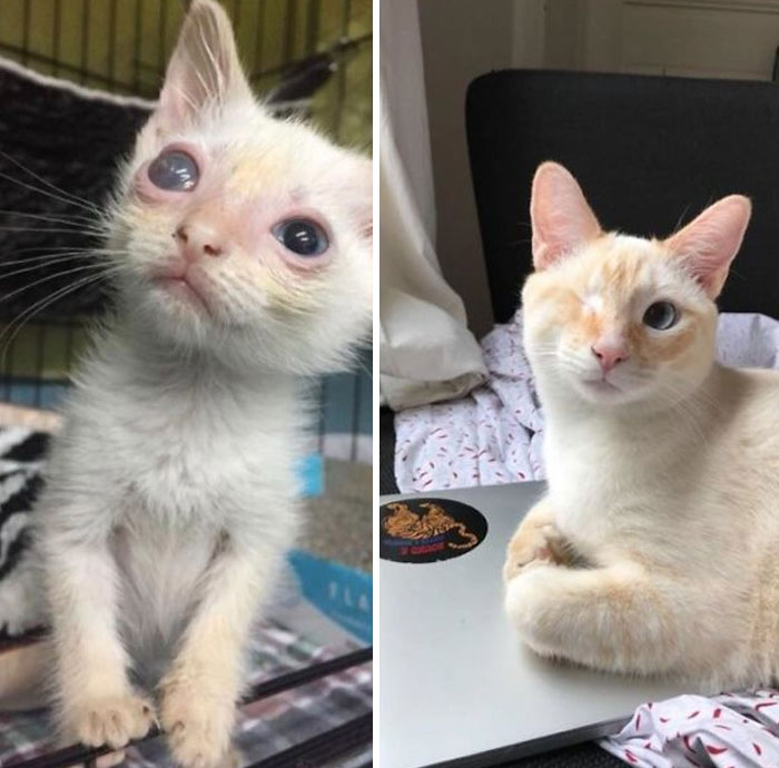 Our Sweet Cousteau! From A Scrawny Street Kitty In New Orleans To A Prince Living In Paris